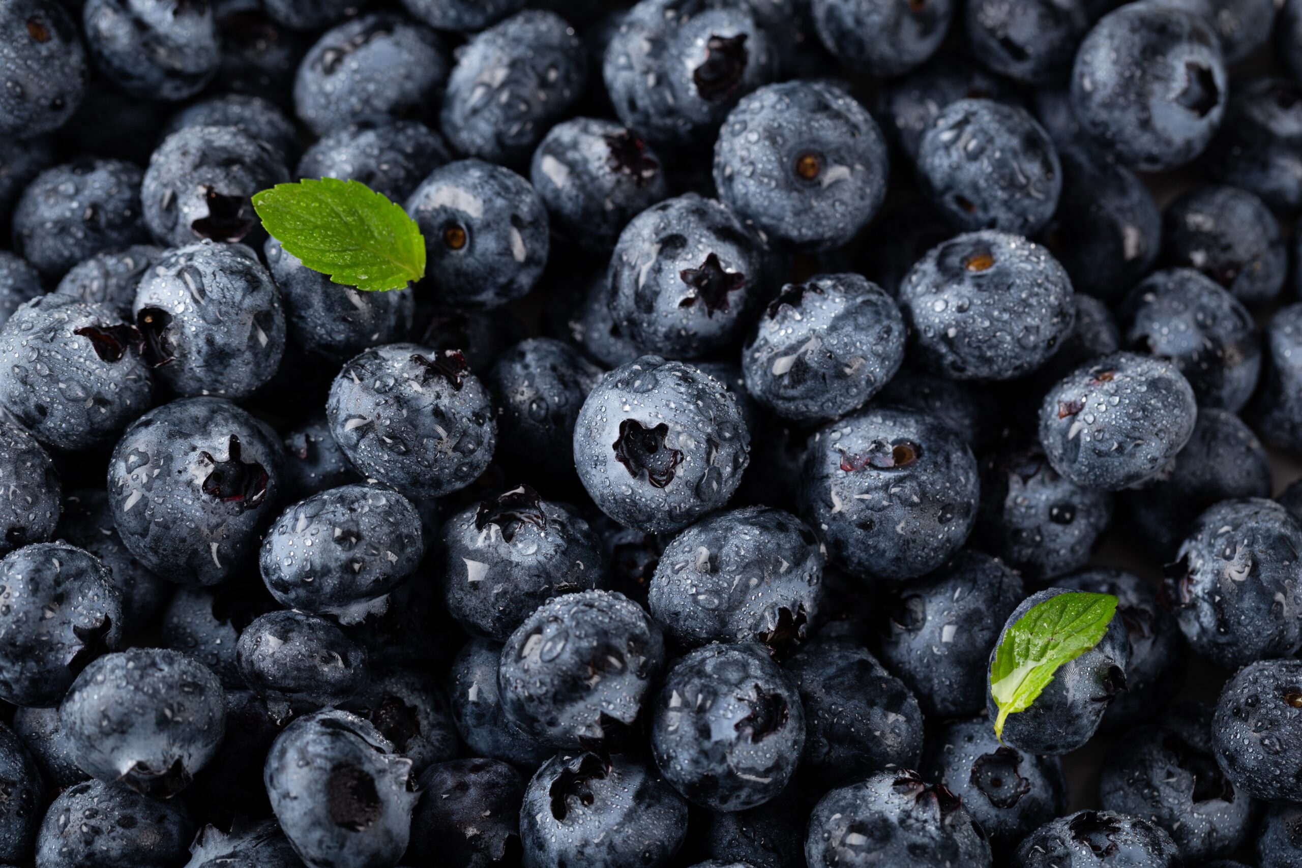 Arándanos frescos con gotas de agua y hojas de menta.