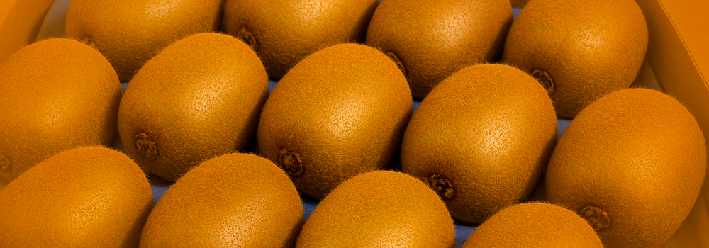 Kiwis ordenados en bandeja dentro de la caja de exportación.