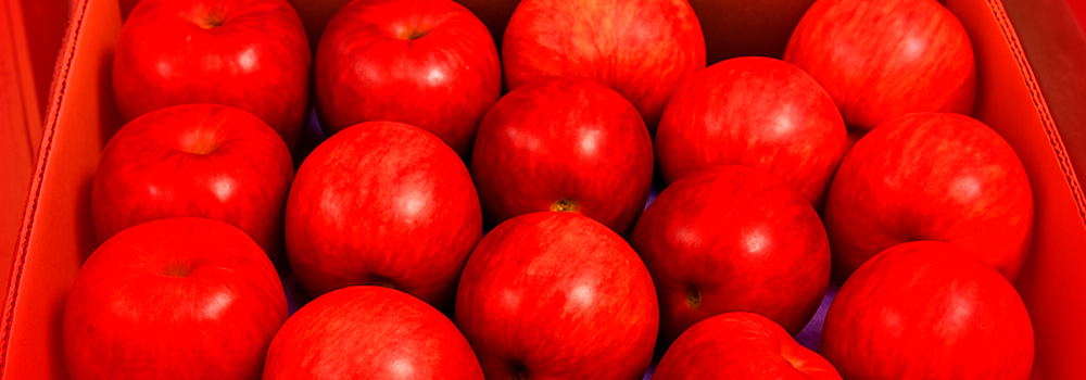 Manzanas rojas ordenadas en bandeja alveolada dentro de la caja de exportación.