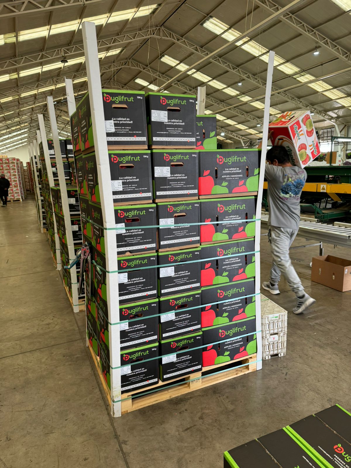 Pallets de cajas Puglifrut zunchados y con esquineros, apilados en la bodega del packing.